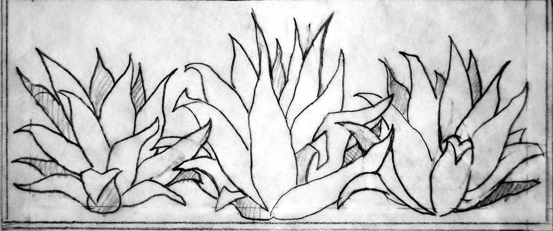 Agave Sketches